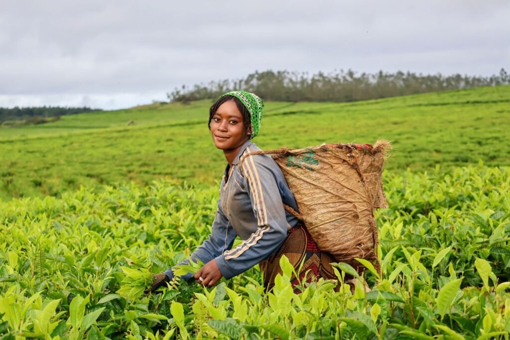 A woman harvests fresh tea leaves in a lush green field, under a cloudy sky.