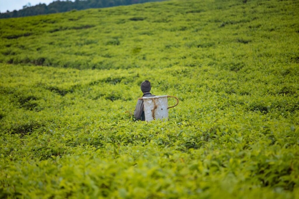 A lone farmer working in a sprawling tea plantation, showcasing rural agriculture and nature's abundance.